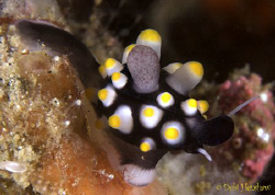 "Pustules" This is a very juvenile Egg Cowry (Ovula Ovum)... by Debi Henshaw 
